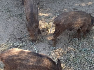 Purcei porc mistreț foto 2