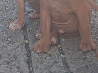 Vind Urgent"cățeluș rasă Pură Pit Bull Red Nose foto 3
