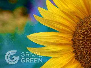 Semințe Floarea Soarelui - Grival Green
