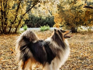 Pui collie rough (ciobanesc scotian) foto 4