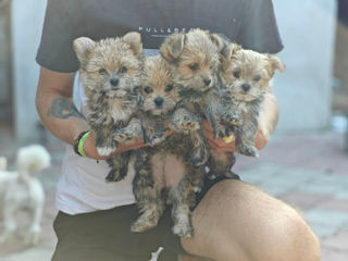 Yorkshire Terrier  foto 1