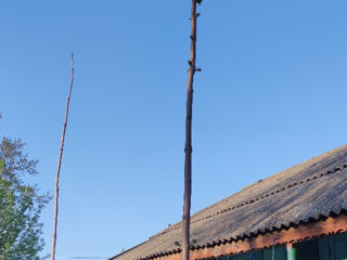 Paulownia Tomentosa