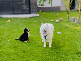 Câine samoyed foto 0
