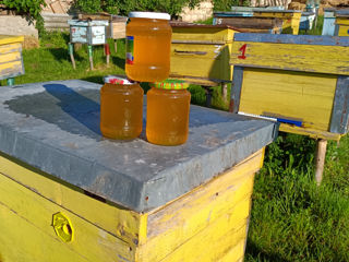 Vindem 25 stupuri mari de familii de albine și miere de salcâm!!! foto 5