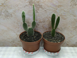 Cactus.Livrare. / Кактус. Доставка. foto 5