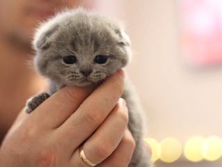 Scottish fold foto 7