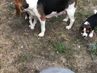 Căței Beagle foto 3