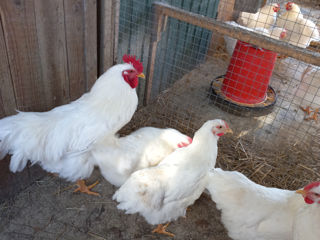 Инкубационные яйца, цыплята, куриц плимутрок полосатый, плимутрок белый