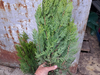 Thuja Biota foto 5