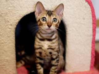 Bengal kittens.