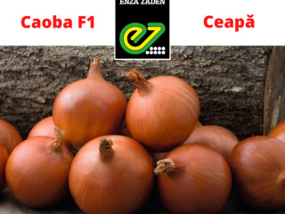 Caoba F1 (Olanda) - semințe de ceapă / Семена лука Каоба F1 (Голландия) foto 2