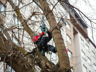 Alipenist.Arborist.Taierea copacilor in spatii închise.Defrișarea, curățarea și tăierea copacilor av foto 5