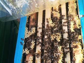 Продаю плодные пчеломатки Бакфаст, пчелoсемьи на 8-10 рамок и отводки на 4-6 рамках foto 9