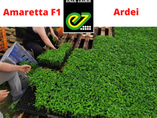 Amaretta F1 (Olanda) - seminţe de ardei dulce. Семена перца сладкого (Голландия) foto 3