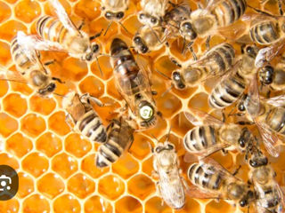 Семьи пчел