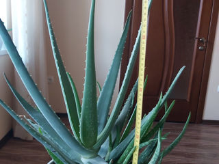 aloe foto 2