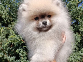 Spitz Pomeranian