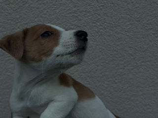 Jack russel foto 2