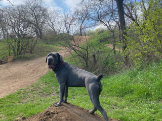 Cane Corso cu pedigree foto 6