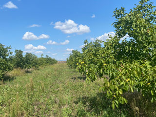 Teren agricol-Livadă de nuci foto 1