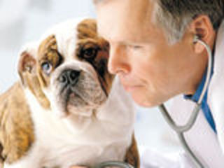 Ветеринарная помощь,вызов ветеринарного врача на дом, лучший вет для вашего питомца. foto 4