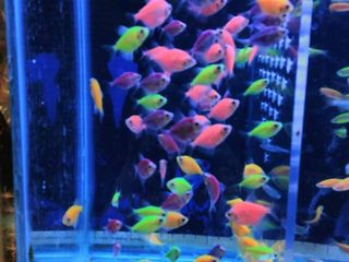 GloFish foto 1