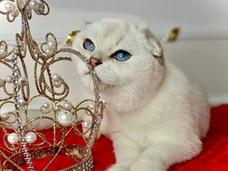 Scottish fold foto 5