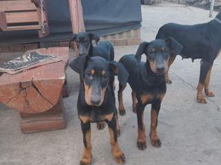 Se vînd caţei de rasă curată Doberman foto 2