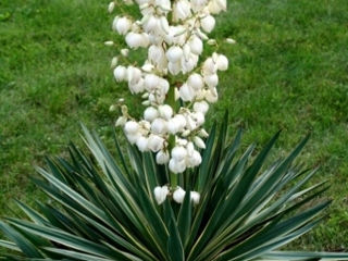 Se vinde plantă multianuală,,Yucca''