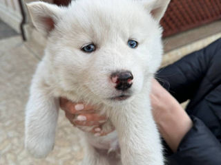 Husky Albinos foto 3