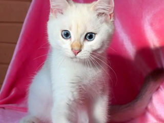 British shorthair golden shaded point . foto 9