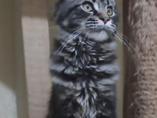 Main Coon fetiță disponibilă