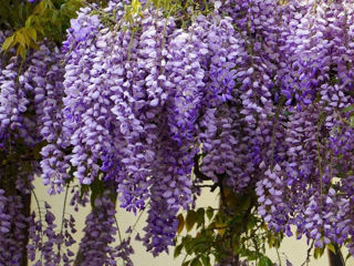 Wisteria (Glicina) foto 2