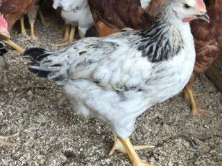 Венгерские серебристые цыплята foto 5
