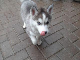 Vind husky foto 2