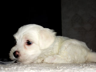 Bichon maltez foto 2