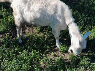 Se vând căpre mulgatoare. Edinet. foto 11