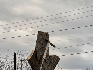 Спилим дерево по всей Молдлове. foto 3