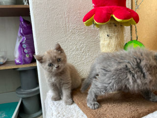 britannic scottish fold