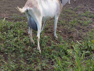 Vând capră de rasă alpină cu nubian !!! foto 2