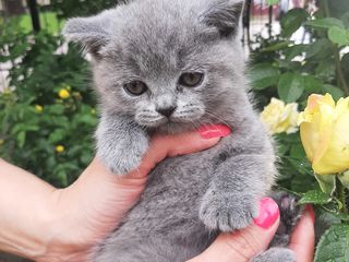 Scottish Fold foto 4