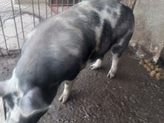 Vindem porci de casa! foto 2