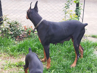 Se vînd caţei de rasă Doberman vaccenaţi.061033259 foto 4