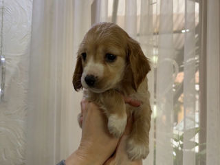 Câine de rasă , cocker spaniel