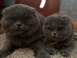 Vând / Pereche Scottish Fold