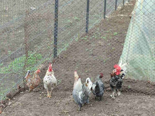 Se vind găini și cocoși grecești foto 5