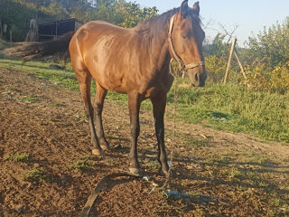 Slobozia mare raionul Cahul foto 2