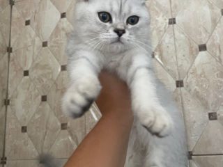 Scottish fold silver 3 luni foto 3