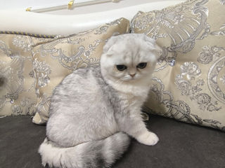 Scottish fold foto 4