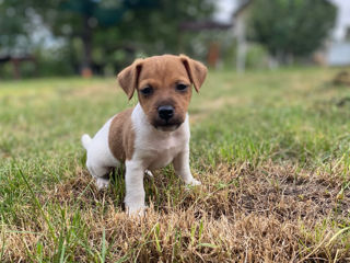 Jack Russel cățeluși foto 4